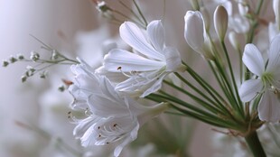 素雅白花绽放 清新自然美