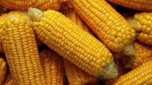 金黄饱满的新鲜玉米堆