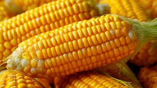 金黄饱满玉米的诱人特写