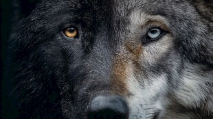 双色眼眸的威严狼特写