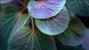 特写 斑斓脉络的翠绿叶片