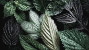 多样叶片的自然纹理之美