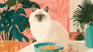 可爱布偶猫享用美味猫粮