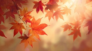 秋日枫叶映暖阳