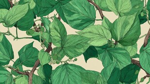 绿叶藤蔓图案 清新自然风