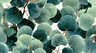 清新桉树叶背景图案