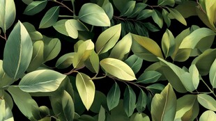 翠绿叶片的自然繁茂景象