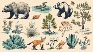 野生动物与植物插画集合