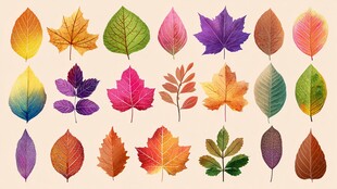 多彩秋叶集合