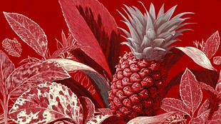 红色系菠萝与植物插画