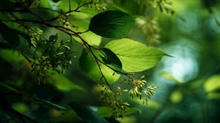 翠绿枝叶间的自然生机