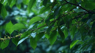 翠绿枝叶间的生机与美好