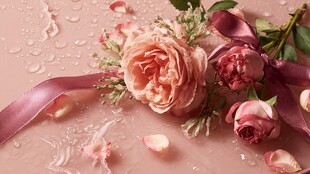 粉色玫瑰与丝带浪漫组合