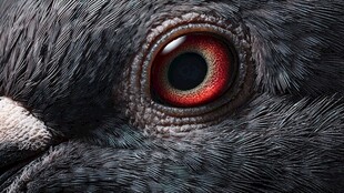 鸽眼特写 红色眼眸的魅力