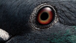 鸽眼特写 深邃神秘的红眸