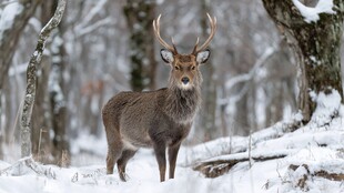 雪林中的雄鹿