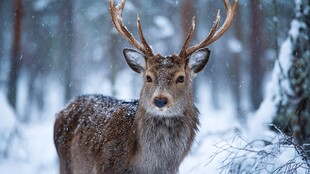 雪林中的雄鹿