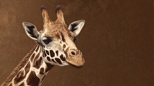 长颈鹿特写 尽显优雅神态