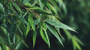 雨后翠竹 叶片晶莹欲滴