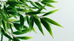 清新翠绿竹叶特写