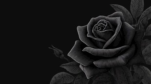 黑玫瑰特写 尽显神秘魅力