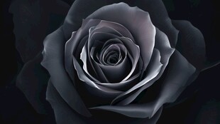 黑玫瑰特写
