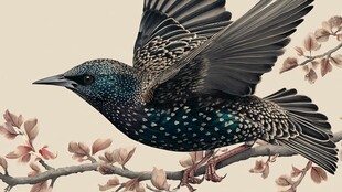 飞翔的椋鸟与绽放花枝