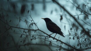 枝头黑鸟的静谧瞬间