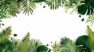 绿叶环绕的清新自然边框