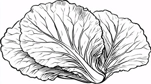 手绘白菜线条图