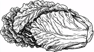 手绘大白菜插画