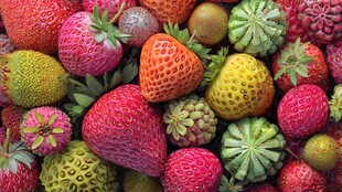 多彩草莓及特色果实集合