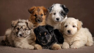 可爱萌宠幼犬大集合