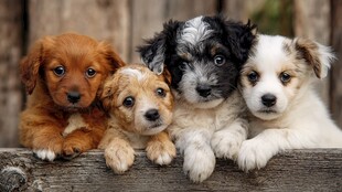 四只萌态小狗趴木栏