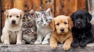 猫狗同框的可爱萌宠时刻