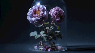 玻璃罩中的梦幻紫玫瑰