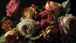 枯萎玫瑰 凋零中的别样美感