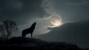 月夜孤狼仰天长啸