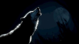 月夜下狼的孤独嚎叫