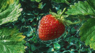 水中鲜草莓与翠绿叶片