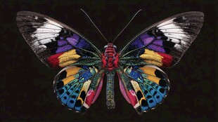 五彩斑斓蝴蝶展翅特写