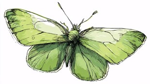 手绘绿色蝴蝶插画