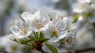 洁白梨花绽放枝头