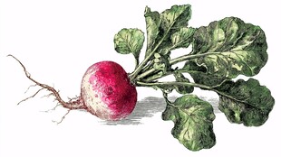 红皮萝卜手绘插画