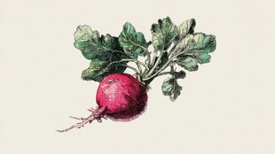 手绘红皮萝卜带绿叶
