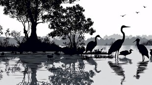 湖畔鹭影 静谧自然之景