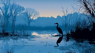 晨雾中伫立的优雅苍鹭