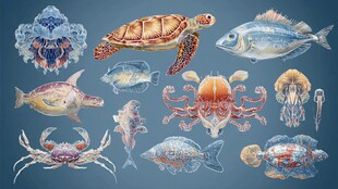 海洋生物手绘插画集合