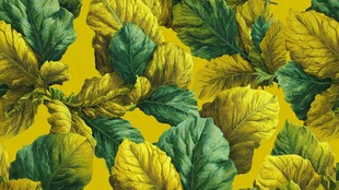 黄绿交织的叶片图案