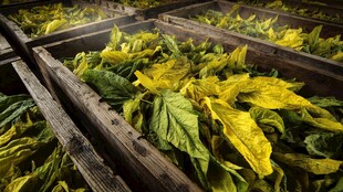 木框中晾晒的黄绿烟叶